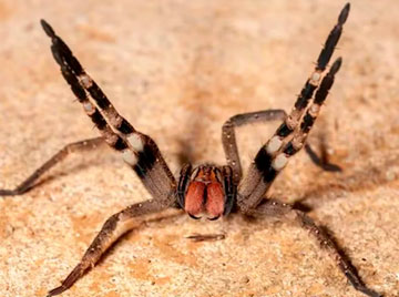 Aranha-armadeira