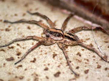 Aranha de Jardim