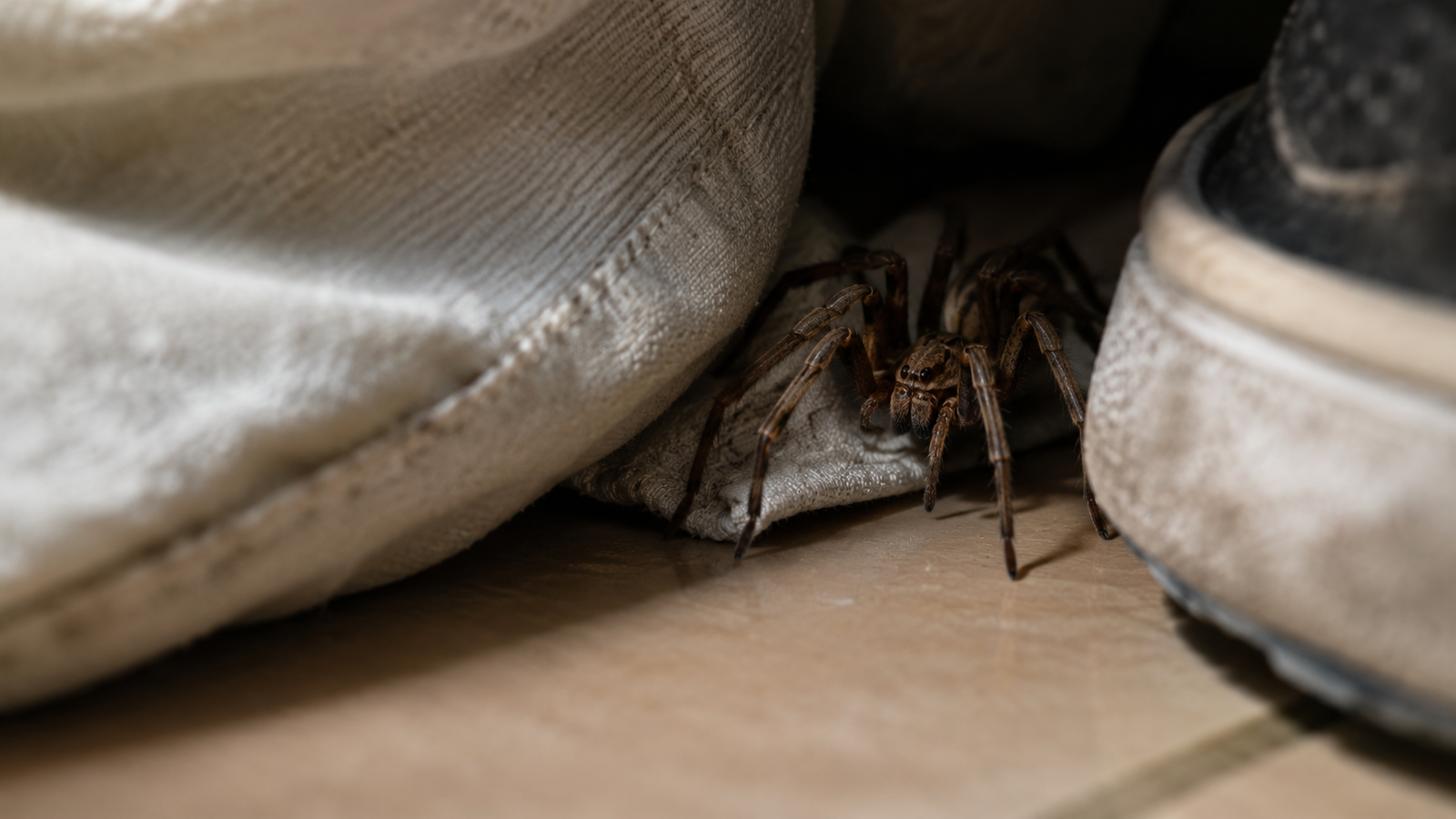 Aranha marrom e armadeira: como identificar as perigosas em casa