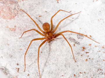 Aranha-marrom