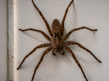 Aranhas