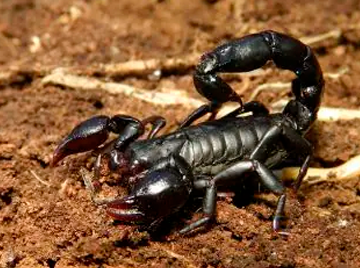 Escorpião-preto