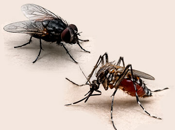 Moscas e mosquitos