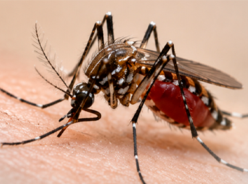 Mosquitos e pernilongos