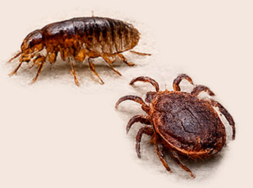 Pulgas e Carrapatos